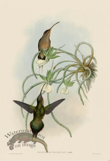 Gould Hummingbird 018
